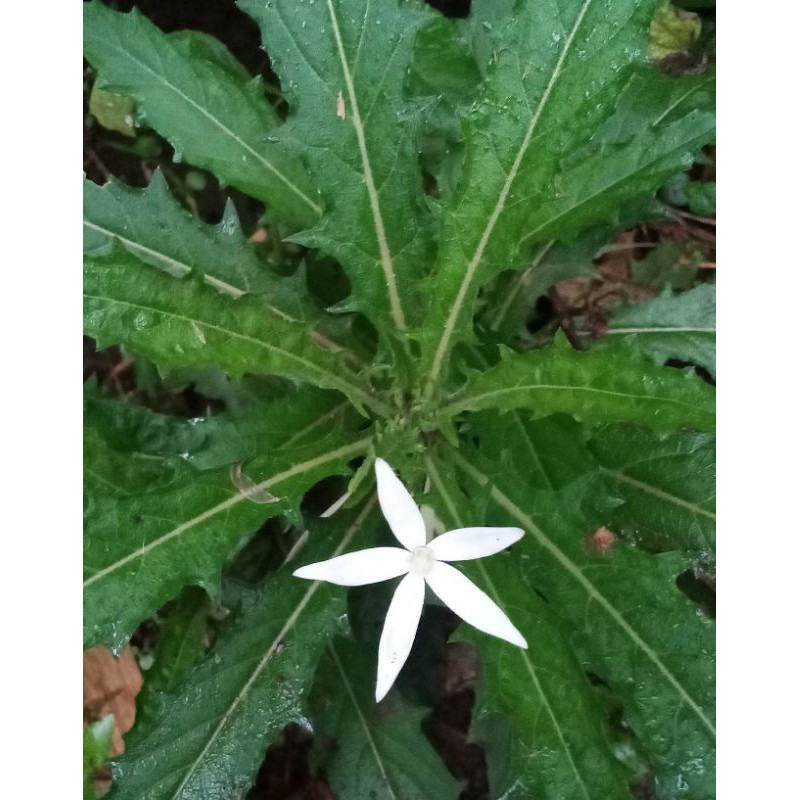 

jual daun kitolod segar 500 gram