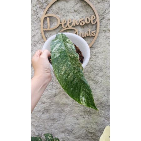 rhaphidophora megasperma varigata B (tunas)