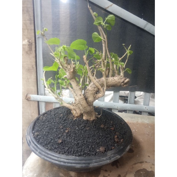 TANAMAN BONSAI POHON BONSAI ASLI 100%
