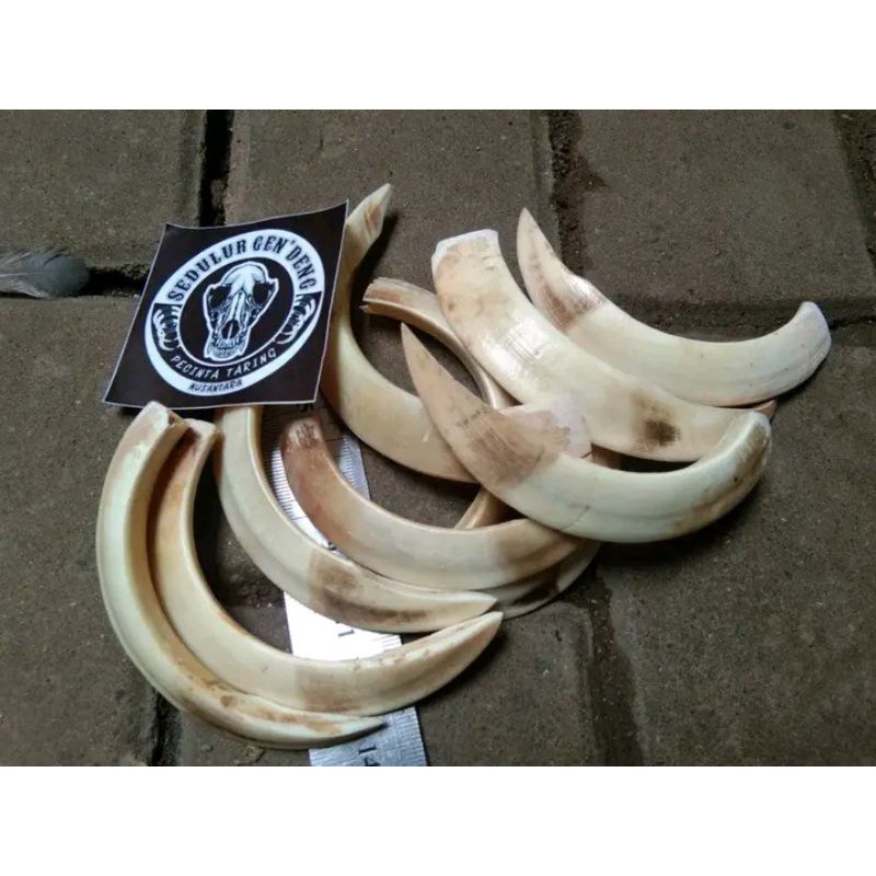 TARING BABI HUTAN ASLI 100% MENTAHAN 11CM