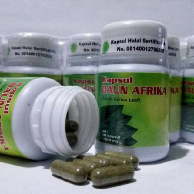 KAPSUL DAUN AFRIKA MENGOBATI KESEMUTAN / DIABETES / KOMPLIKASI / ASAM URAT / DARAH TINGGI DLL
