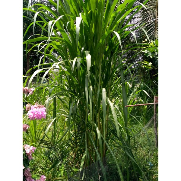 Bibit Rumput Pakchong