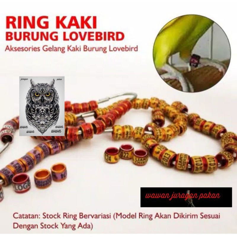 ring burung lovebird