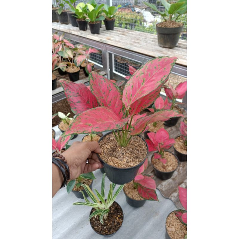 aglaonema red Venus dewasa