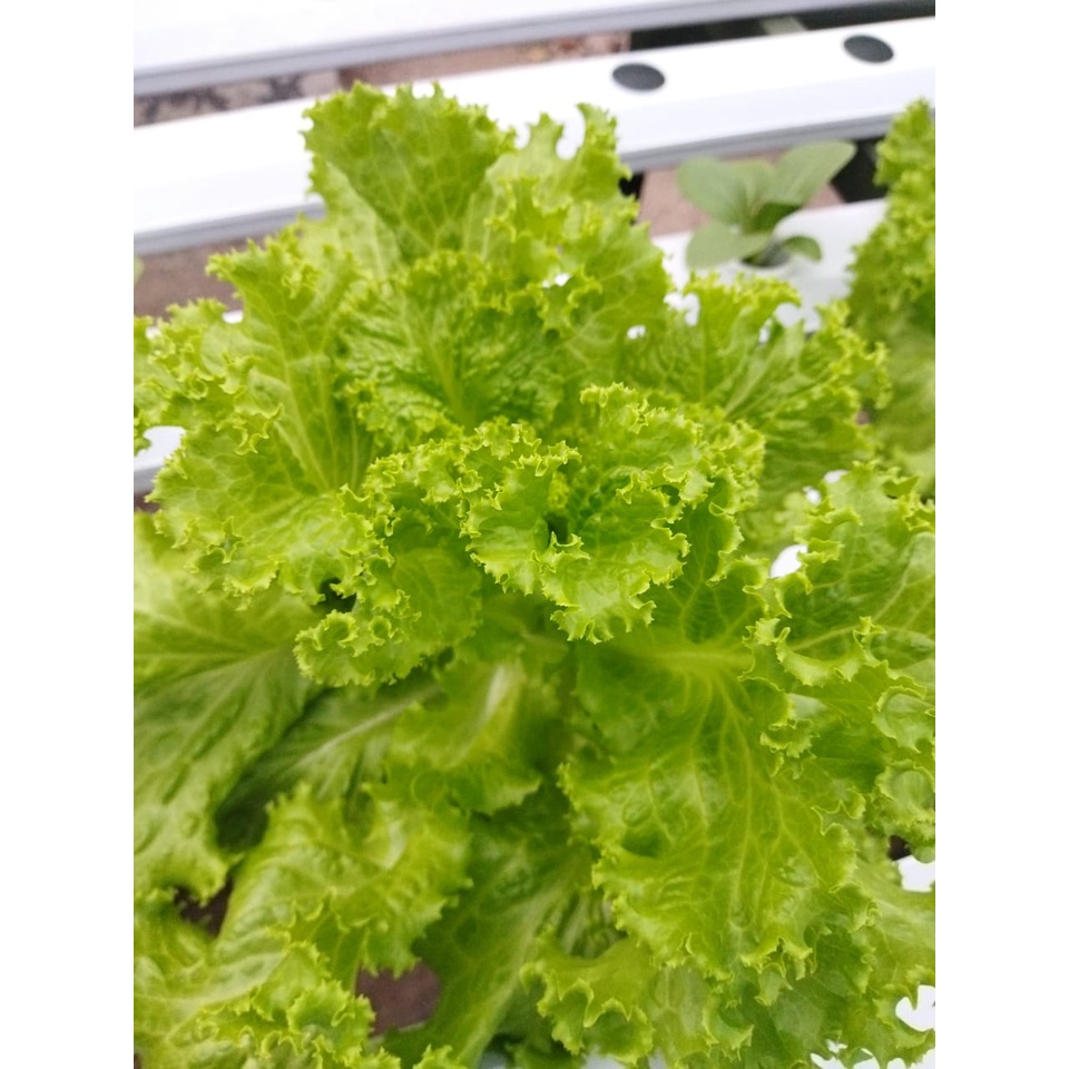 

Selada Keriting Hijau Hidroponik (Sayur Selada Keriting Hijau Hidroponik siap olah untuk di konsumsi)