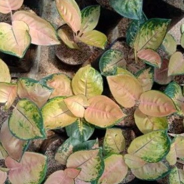 AGLAONEMA SULTAN BRUNEI DEWASA/SULTAN BRUNAI/SB