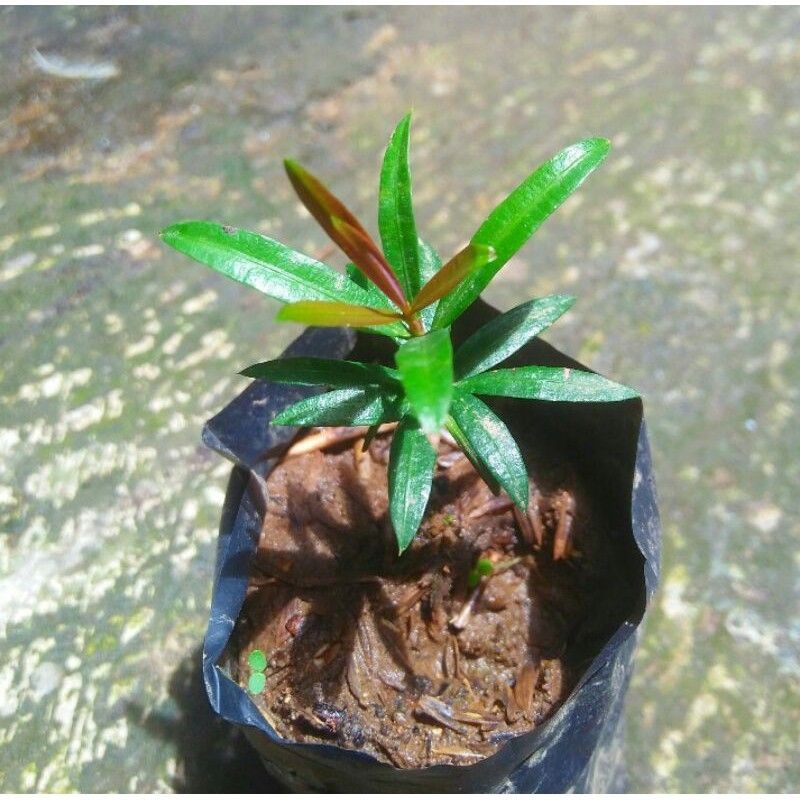 Bibit Lohansung Pucuk Merah