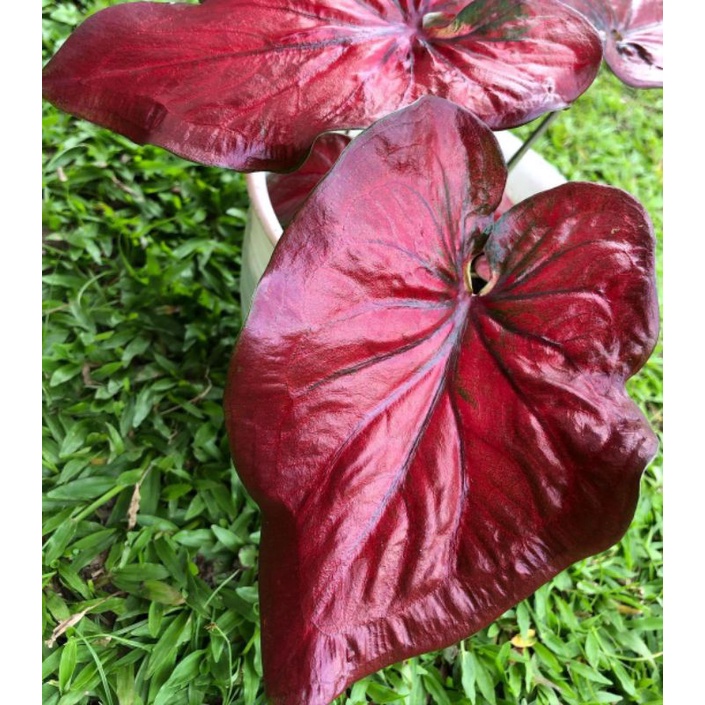 tanaman hias/Keladi startdust/caladium/keladi/Caladium startdust/Keladi import
