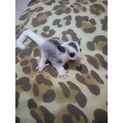 sugar glider platmoz joey betina (oop 29-03-2017)