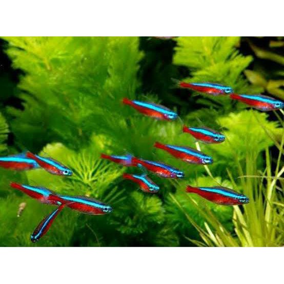 Neon Cardinal Tetra/Ikan neon/ikan aquascape