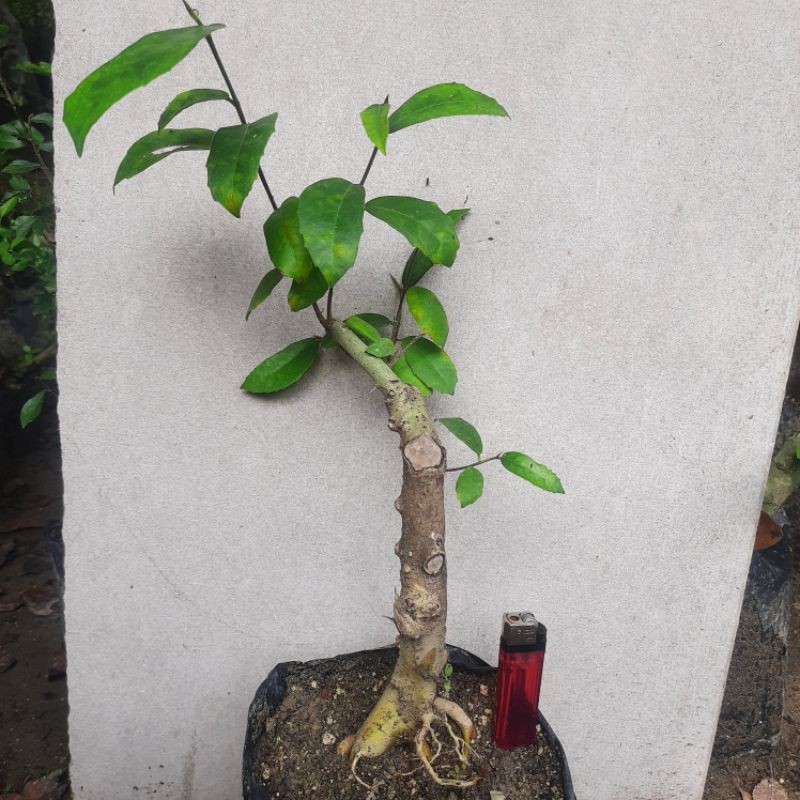 Bahan bonsai mame ficus Ampelas karakter lihat sendiri