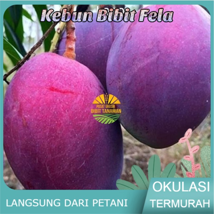 Bibit Buah mangga Irwin