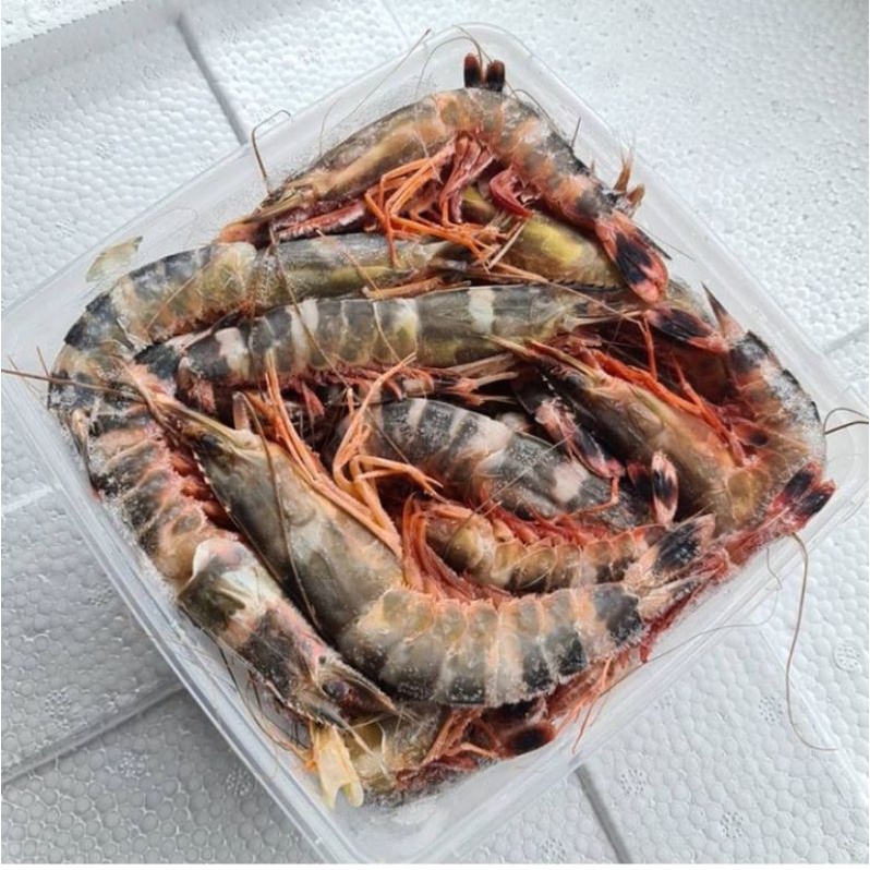 UDANG WINDU TIGER LAUT 1KG