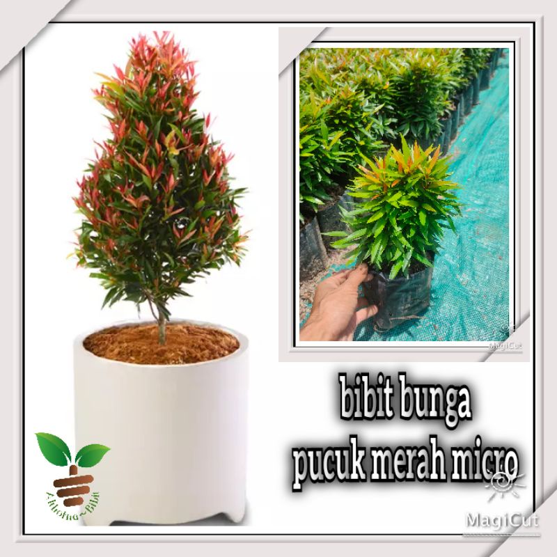 bibit bunga pucuk merah micro | penghias rumah dan taman