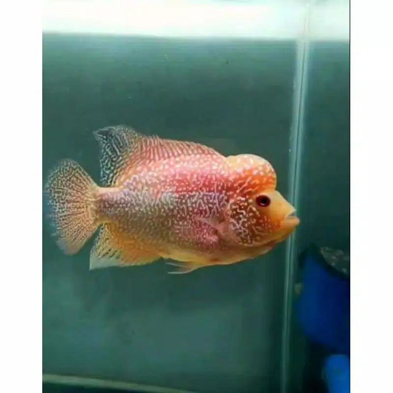 

ikan louhan/lohan golden base burayak 2cm - 4cm