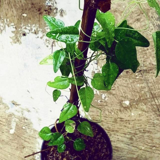 Tanaman herbal cincau jelly - cincau hijau