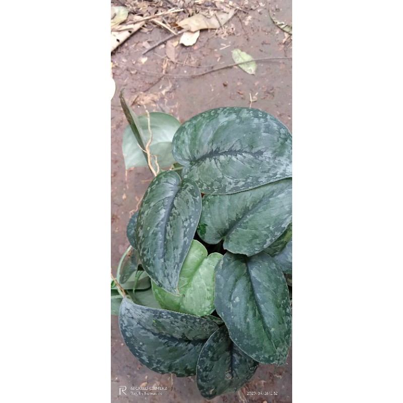 pohon sirih silver/skindapsus sirih gading silver/perak