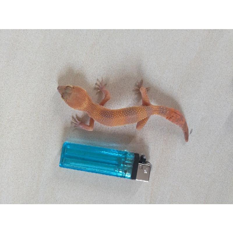 Mainan anak Murah Gecko Minus