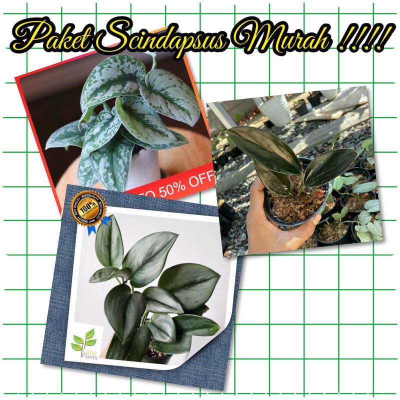 Tnaman hias paket scindapsus / scindapsus paket/ tanaman hias scindapsus