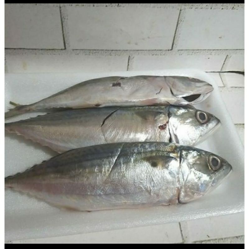 

IKAN KEMBUNG BANJAR