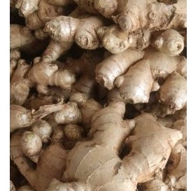 

Jahe gajah putih 1 kg size besar