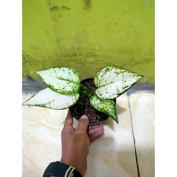 aglaonema super white
