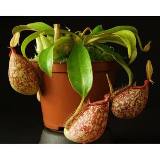 NEPENTHES HOOKERIANA / KANTONG SEMAR TANAMAN KARNIVORA