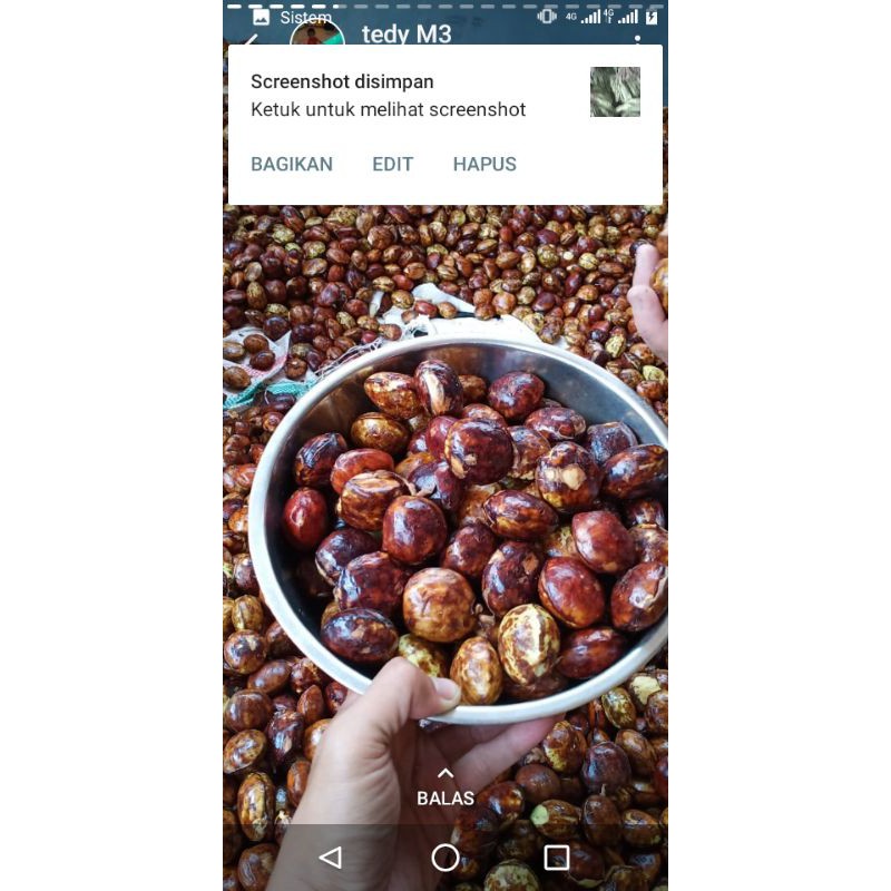 

jengkol