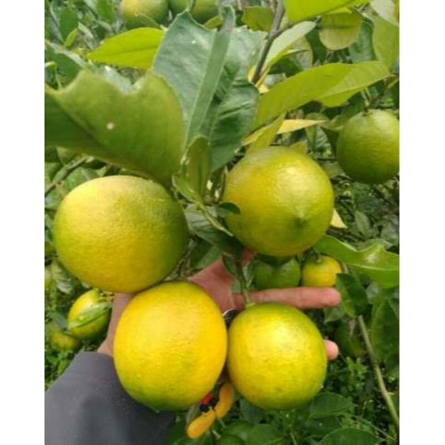 

jeruk lemon california hijau/kuning 1 kg isi 6-7