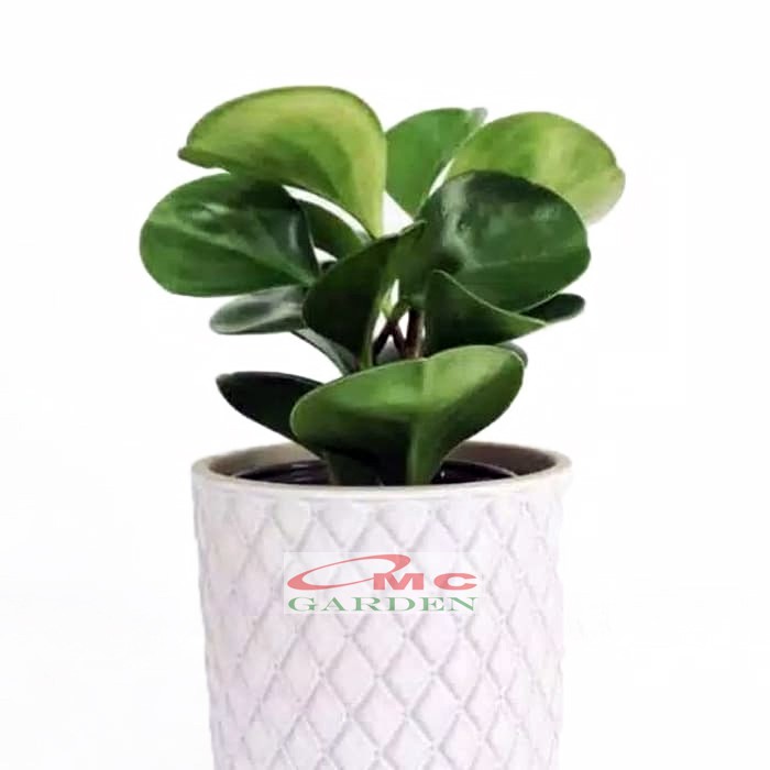 Tanaman Hias Teplan Peperomia Jade Hijau Indoor Air TPL-H-001