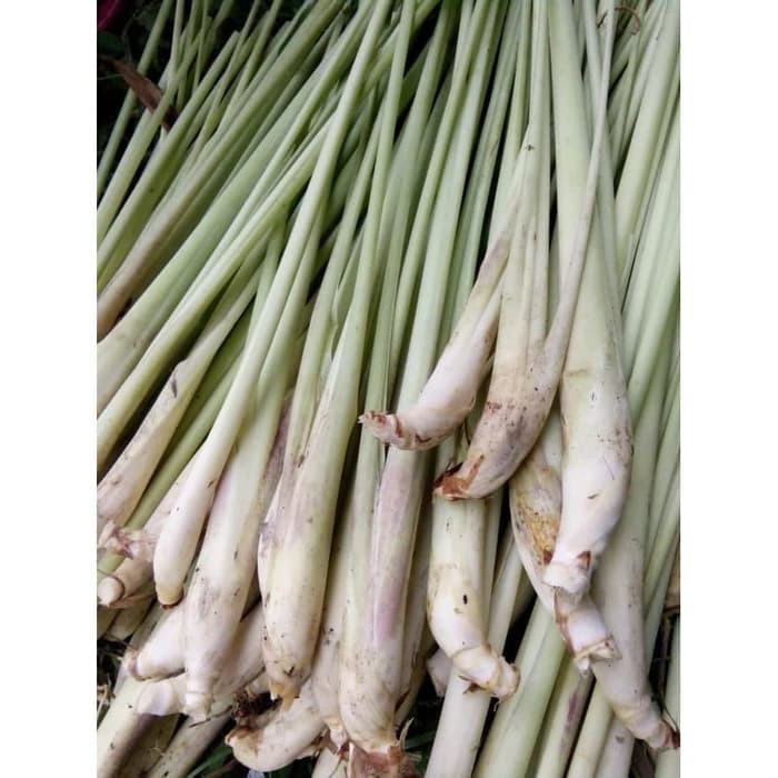 

Serai bumbu masak Sereh Fresh Berkhasiat 100 gr - 500gr