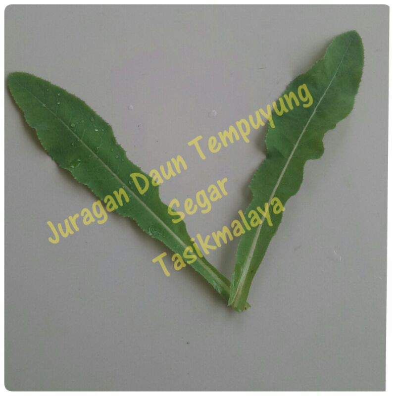 Daun Tempuyung Segar 50 gram, Obat Tanaman Herbal Batu Ginjal