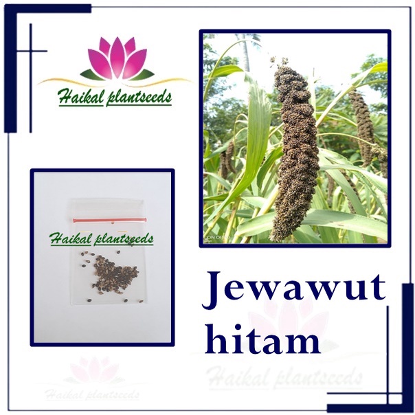 biji benih juwawut jawawut jewawut hitam    50 biji