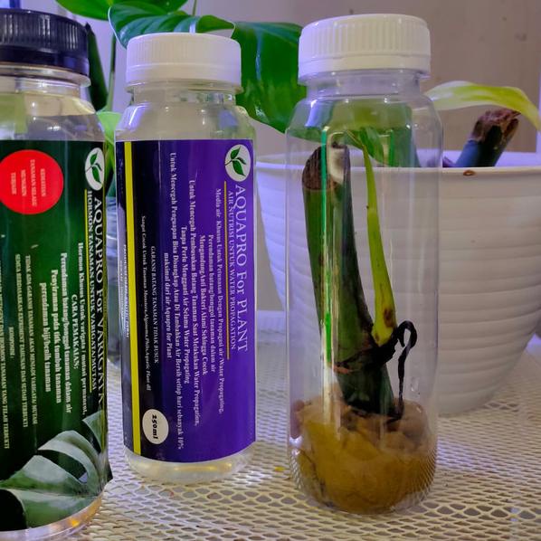 ✶ bibit monstera raphidopora pertusa + paket hormon varigata ✼
