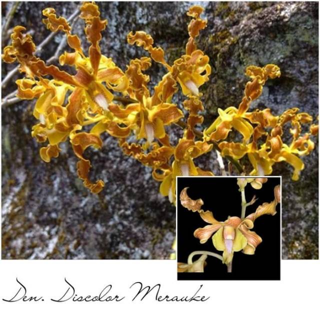 Dendrobium Discolor Merauke
