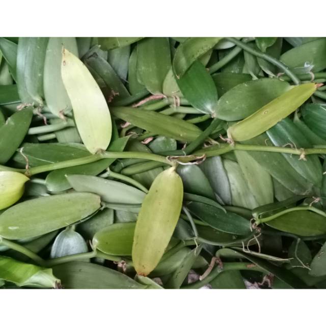 Bibit vanili meteran panjang 80-100cm  kurbih