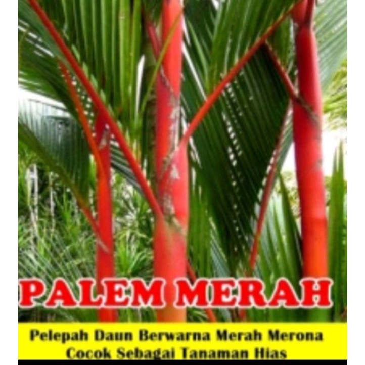 Tanaman Hias Pohon Palem Merah-Pohon palm merah-Palem pohon merah