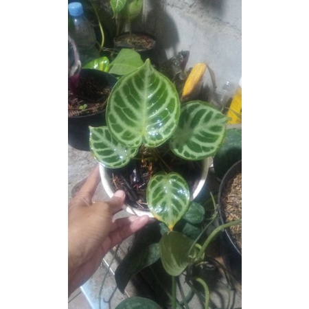 kuping gajah dorayaki