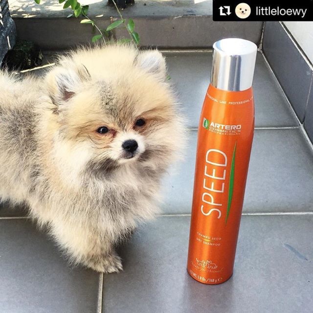 Artero Speed Dry Shampoo Kering Bulu Anjing Kucing Murah