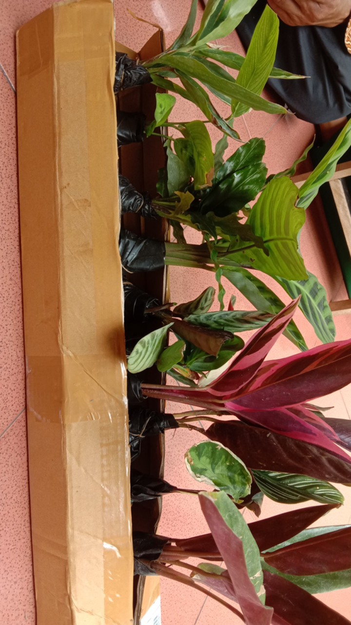 Paket Tanaman Hias Calathea ( Murah )