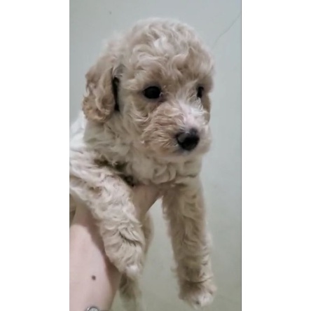 Apricot toy poodle