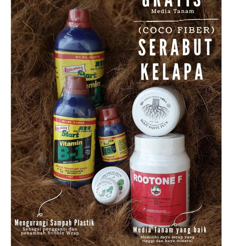 『MPD』 Liquinox Start Vitamin B1 Taiwan 946ml~ 1liter pupuk tanaman ori | USA mirip thailand trex 10