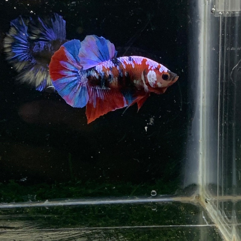 Ikan Cupang Galaxy Multicolor