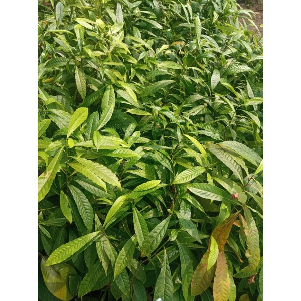 Bibit tanaman jenitri - pohon jenitri/genitri unggul