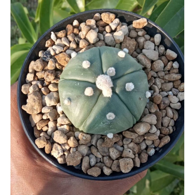 Astrophytum oibo