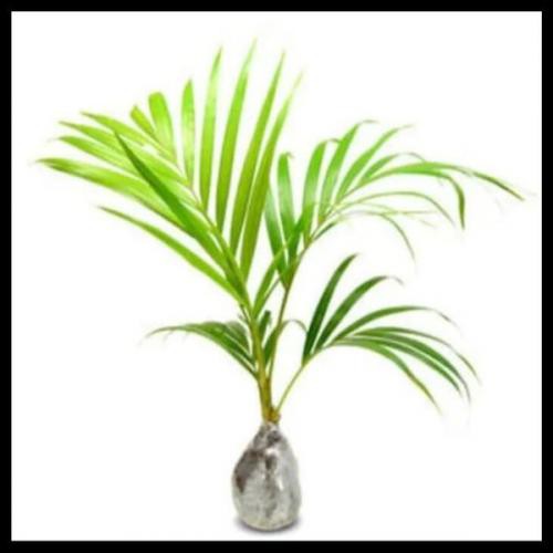 TANAMAN HIAS PALEM KUNING/ POHON HIAS PALEM KUNING / PALEM KUNING