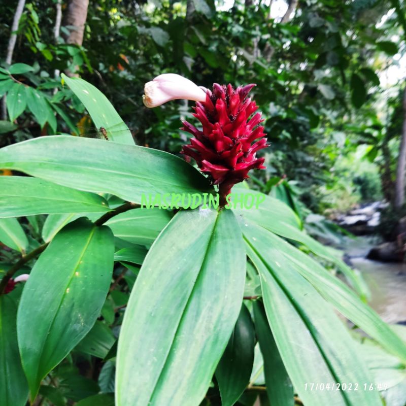 

[Fresh] BIBIT TANAMAN INSULIN PLANT COSTUS IGNEUS / PACING