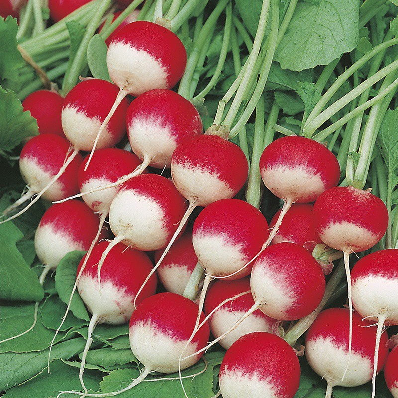 Benih Bibit Biji - Radish Sparkler 3 (Raphanus sativus) Lobak Merah Seeds - IMPORT