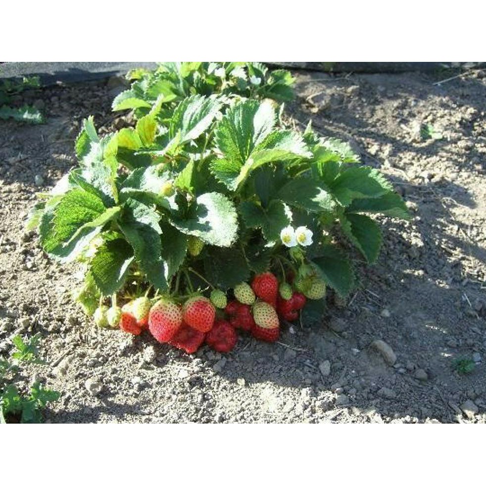 *_$ BIBIT BUAH STRAWBERRY EARLYBRITE IMPORT KW IMPORT