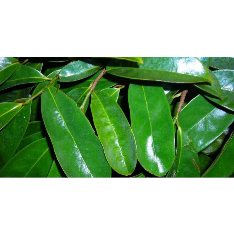 

Daun sirsak organik alami
